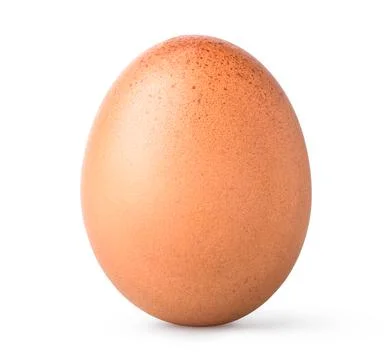 One brown egg Stock Photos