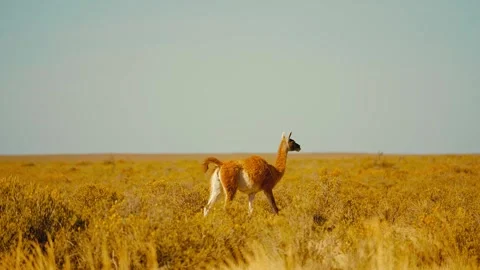 One brown guanaco walking through the vast golden dry grassy plain Stock Footage 343696147