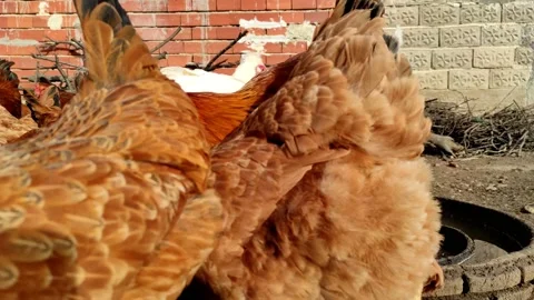 One brown hen came too close to the camera Stock Footage 168148718