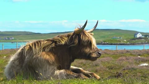 One Brown Highland Cattle Chills On Grassland Next to Lake, Slow Motion Stock Footage 157828110