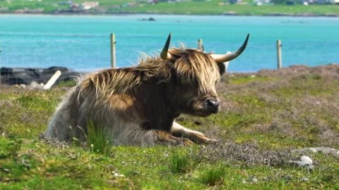 One Brown Highland Cattle on Grass Chews, Sea and Houses in Background Stock Footage 157483727