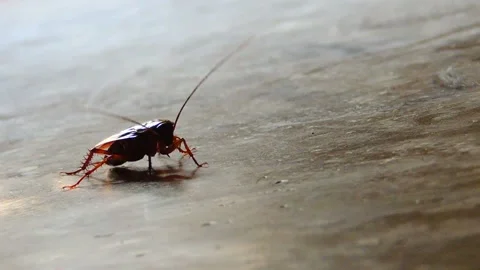 One brown home kitchen cockroach roach insect pest stand on house concrete floor Stock Footage 146388558