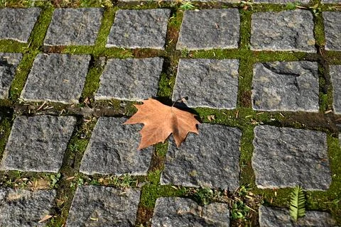 One brown leaf fall down on the floor with stone tiles in sunny afternoon Foto stock