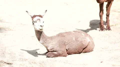 One brown llama lies resting on the ground. Animals outdoors. Animal breeding - Stock Footage 308100153