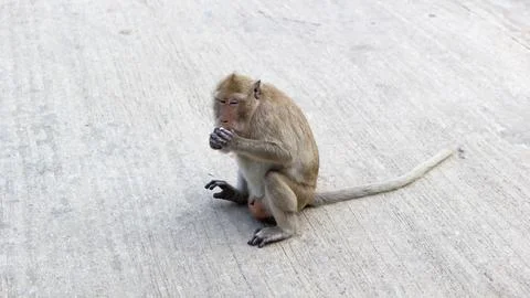 One brown monkey sat on a cement post, eating a banana and looked to the left Stock Photos