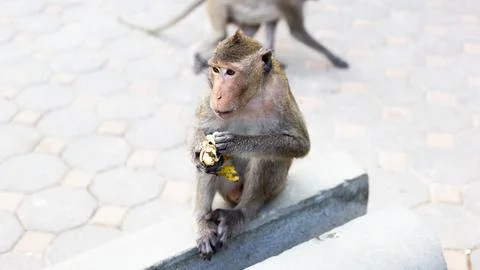 One brown monkey sat on a cement post, eating a banana and looked to the left Stock Photos