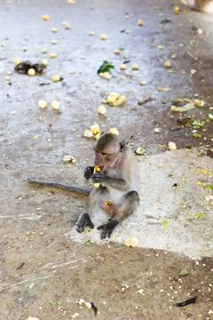 One brown monkey sat on a cement post, eating a banana and looked to the left Stock Photos