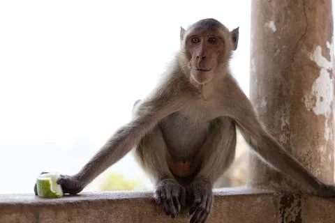 One brown monkey sat on a cement post, eating a fruit and looked to the left. Stock Photos