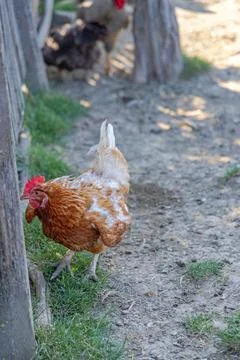One Brown Rooster Stock Photos