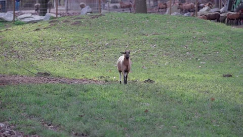 One brown sheep runs down a hill in an enclosure Video stock 221183012