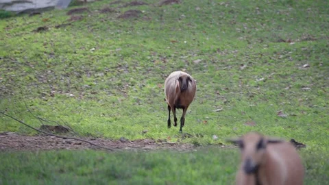 One brown sheep runs down a hill in an enclosure Video stock 221183015