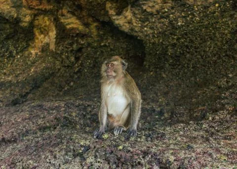 One brown sitting monkey posing for photo Stock Photos