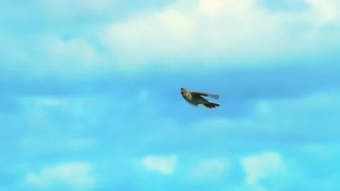 One Brown Spotted Flycatcher is Flying Amazingly with Cloudy Background Stock Footage 156574794