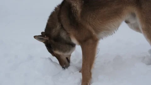 One brown wolf-like dog sniffs the snow Stock Footage 150168748