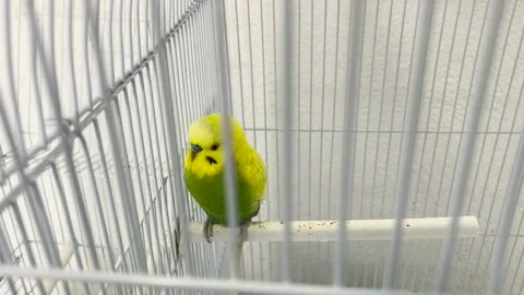 One budgie in large cage 库存影片 222411468