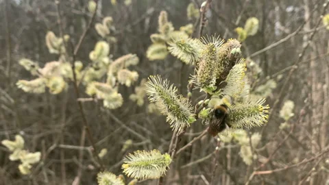 One Bumblebee collects pollen on willow catkins Vídeo Stock 153479249