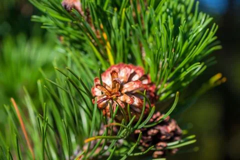 One bump on the branch of a pine macro Foto stock