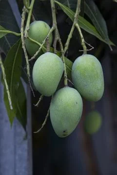 One bunch of Fresh Raw Green Mango hinging In the Tree Branch. Selective Focu Stock-Fotos
