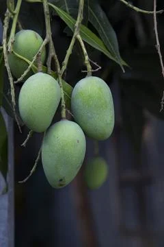 One bunch of Fresh Raw Green Mango hinging In the Tree Branch. Selective Focu Stock Photos