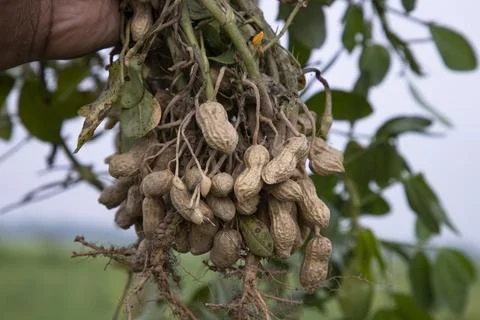 One bunch of peanuts with blurred background. Selective focus Foto stock