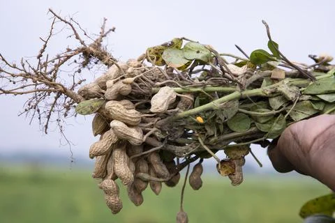 One bunch of peanuts with blurred background. Selective focus Stock-Fotos