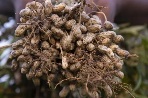One bunch of peanuts with blurred background. Selective focus Stock Photos
