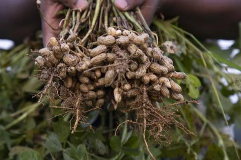 One bunch of peanuts with blurred background. Selective focus Stock Photos