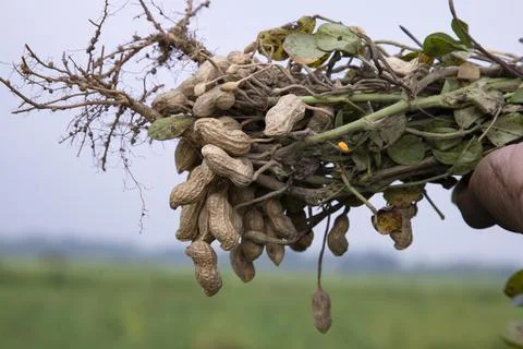One bunch of peanuts with blurred background. Selective focus Stock Photos