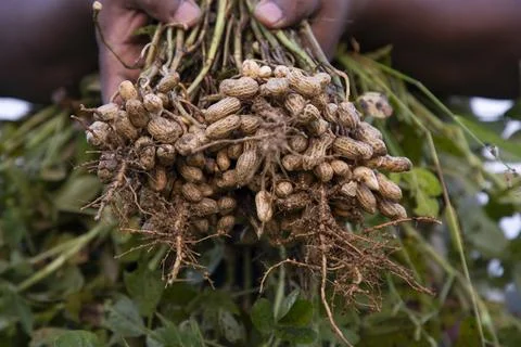 One bunch of peanuts with blurred background. Selective focus Stock Photos
