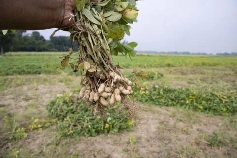 One bunch of peanuts with a blurred green background in the field. Selectiv.. Stock Photos
