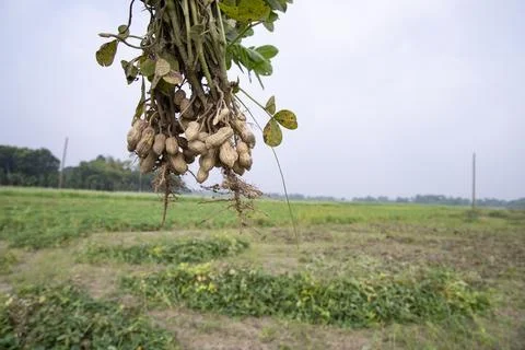 One bunch of peanuts with a blurred green background in the field. Selectiv.. Stock-Fotos