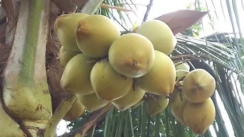 One bunch of yellow coconut fruit on the tree Stock Footage 121781281