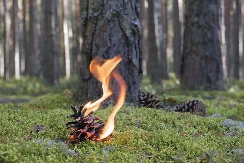 One burning pine cone on moss in the pine forest. Stock Photos