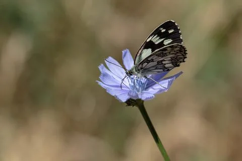 One butterfly on a flower Stock Photos