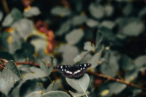 One butterfly Stock Photos