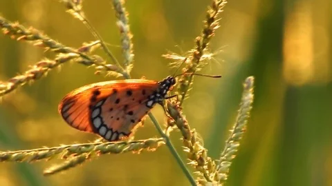 One of butterfly sitting on wildflower in the wind Stock Footage 80376286