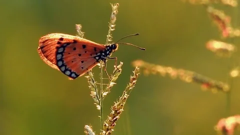 One of butterfly sitting on wildflower in the wind Stock Footage 80378101