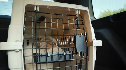 One cage with puppy in the trunk of an SUV. Transportation and delivery of pets Stock Footage 122928160
