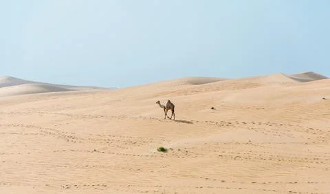 One camel in Abu Dhabi Al Qua desert in United Arab Emirates. Foto stock
