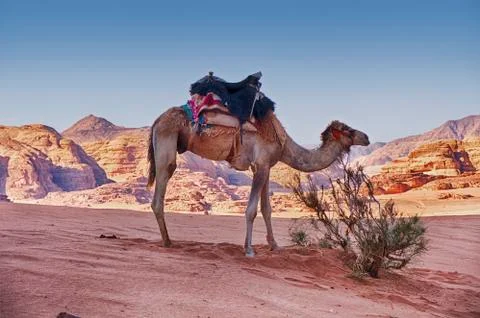 One Camel In Desert Stock-Fotos