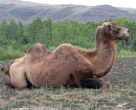 One camel in mongolia Stock Photos