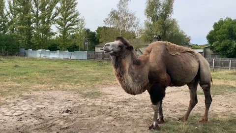One camel stands on the street on a cloudy day and turns his head Stock Footage 144497365