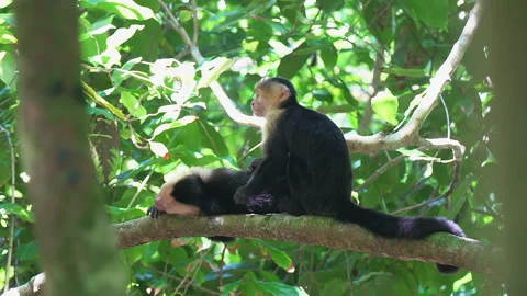 One Capuchin monkey grooms another of parasites in green jungle canopy Stock Footage 285710670