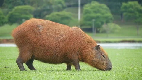 One Capybara Grazing On The Grass Video stock 167744823