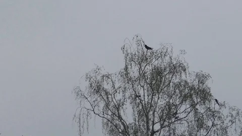 One carrion crow and four Eurasian magpies sitting in a tree's crown together Stock Footage 89914277