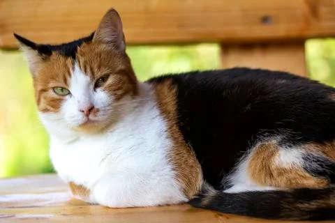 One cat on the bench Foto stock