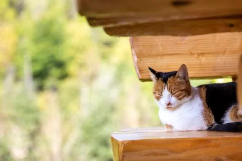 One cat on the bench slepping Foto stock
