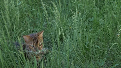 The one cat bengal walks on the green grass. Stock Footage