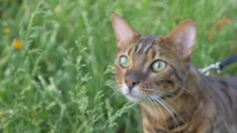 The one cat bengal walks on the green grass. Stock Footage