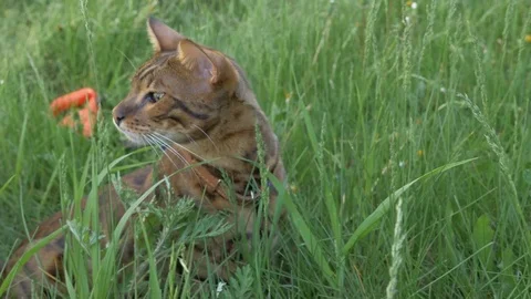 The one cat bengal walks on the green grass. Stock Footage